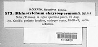 Image of Dactylaria chrysosperma